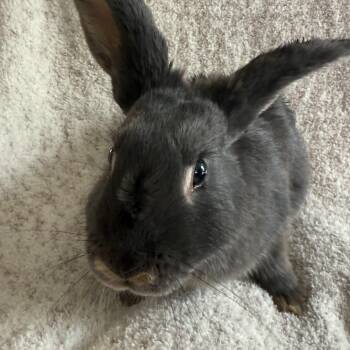 Garlic Knot -  Bunny Rabbit Rabbit for Adoption in Saint Charles, Missouri - Garlic Knot | PetCurious