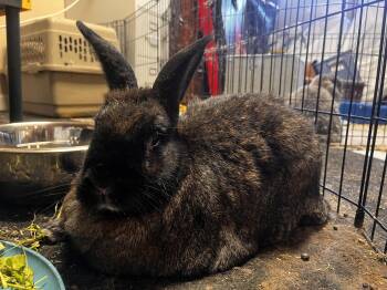 Tank -  New Zealand Rabbit for Adoption in Algood, Tennessee - Tank | PetCurious