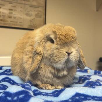 Starry -  Holland Lop Rabbit for Adoption in Gansevoort, New York - Starry | PetCurious