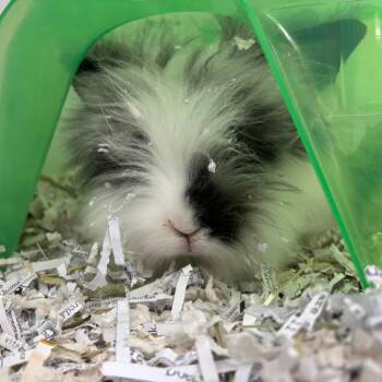 Doodlebop -  Lionhead Rabbit for Adoption in Hawthorne, California - Doodlebop | PetCurious
