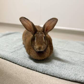 Harlequin Rabbits Available for Adoption - Butter Butt | PetCurious