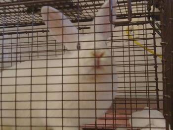 Bunny Rabbit Rabbits Available for Adoption - SHELLY | PetCurious