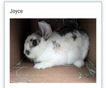 Rescue Bunny Rabbit Rabbits for Adoption in Kent, Washington - Joyce | PetCurious