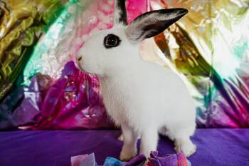 Bunny Rabbit Rabbits Available for Adoption in Long Beach, California - Fig | PetCurious