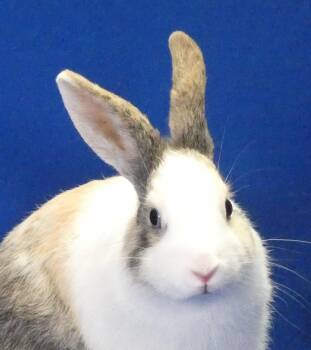 PHOEBE -  American Rabbit for Adoption in Pasadena, California - PHOEBE | PetCurious
