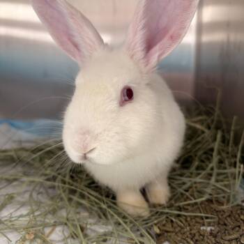 Jackhammer -  Florida White Rabbit for Adoption in North Little Rock, Arkansas - Jackhammer | PetCurious
