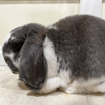 Goofy -  French Lop Rabbit for Adoption in Gansevoort, New York - Goofy | PetCurious