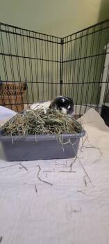 Lop Eared and English Spot Rabbits Available for Adoption in Naples, Florida - Mirabel | PetCurious
