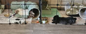 Douggie& Geralt -  Lionhead Rabbit for Adoption in Gig Harbor, Washington - Douggie& Geralt | PetCurious