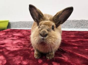 CeCe -  Lionhead Rabbit for Adoption in Westford, Massachusetts - CeCe | PetCurious