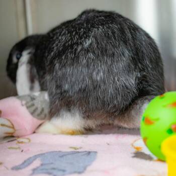 Spring Roll -  Mini Lop Rabbit for Adoption in San Diego, California - Spring Roll | PetCurious