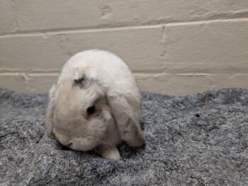 Lop Eared Rabbits Available for Adoption in New Franklin, Ohio - Dill | PetCurious