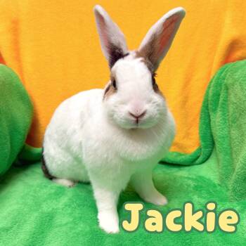 Bunny Rabbit Rabbits Available for Adoption in Roseville, California - Jackie | PetCurious