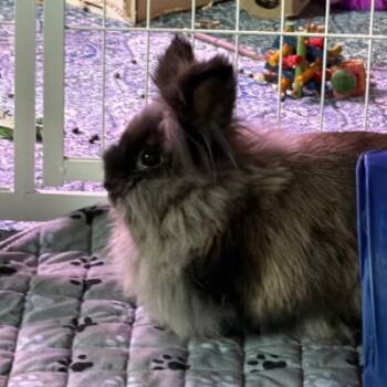 Rayna -  Lionhead Rabbit for Adoption in Kalamazoo, Michigan - Rayna | PetCurious