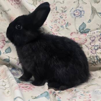 Hug Bug -  Netherland Dwarf Rabbit for Adoption in Evansville, Indiana - Hug Bug | PetCurious