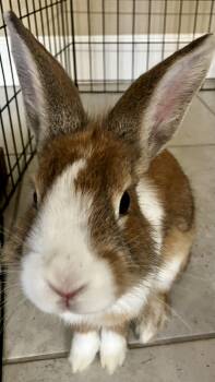 Goldilocks -  Bunny Rabbit Rabbit for Adoption in San Jose, California - Goldilocks | PetCurious
