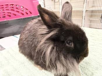 Bunny Rabbit Rabbits Available for Adoption - A878667 | PetCurious