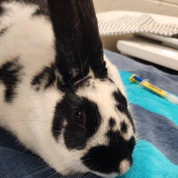 Bunny Rabbit Rabbits Available for Adoption in Murray, Utah - Cici | PetCurious