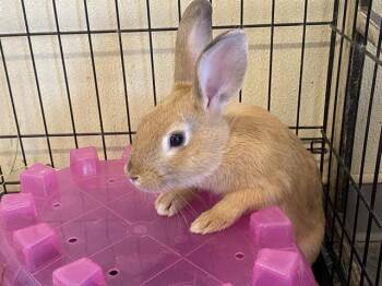 Rescue Bunny Rabbit Rabbits for Adoption in Tustin, California - GREG | PetCurious