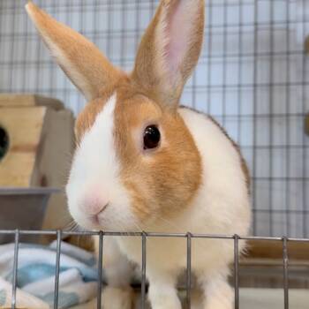 Rescue Dutch Rabbits for Adoption in Mill Valley, California - Roar / Whisper | PetCurious