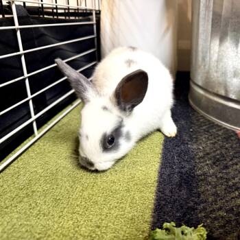 Oso -  Bunny Rabbit Rabbit for Adoption in Gansevoort, New York - Oso | PetCurious