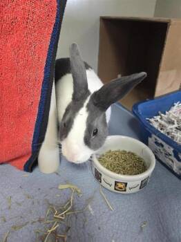 Bunny Rabbit Rabbits Available for Adoption in Montreal, Quebec - Bixy Billy | PetCurious