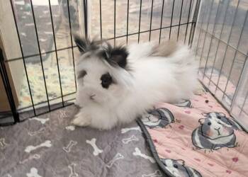 Angora Rabbit Rabbits Available for Adoption - Aurora | PetCurious