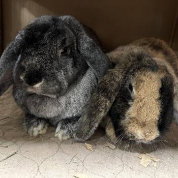 Basil with Rosemary -  Mini Lop and Mixed Breed Rabbit for Adoption in Erie, Colorado - Basil With Rosemary | PetCurious