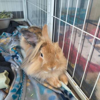 Lionhead Rabbits Available for Adoption in Warwick, Rhode Island - Lion-O | PetCurious
