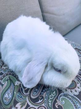 Rescue Holland Lop Rabbits for Adoption in Los Angeles, California - Gabrielle | PetCurious