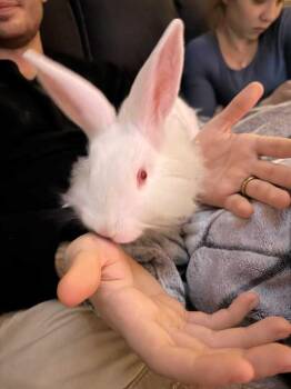 Lionhead and Angora Rabbit Rabbits Available for Adoption in Melbourne, Florida - Picadilly | PetCurious