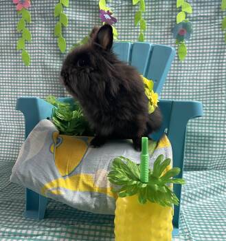 Beatrice  -  Lionhead Rabbit Available for Adoption in Jefferson, Louisiana - Beatrice  | PetCurious