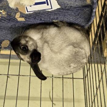 Rescue American Rabbits for Adoption in Fremont, Ohio - Laverne | PetCurious