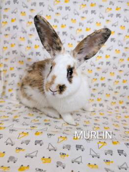 Murlin -  Rhinelander Rabbit for Adoption in Lake Elsinore, California - Murlin | PetCurious