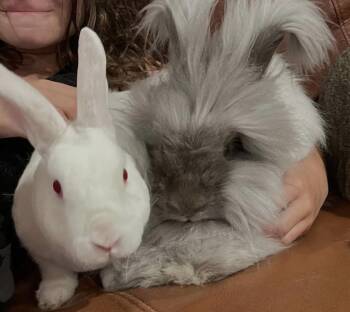 Angora Rabbit Rabbits Available for Adoption - Chip And Vanilla Bean  | PetCurious