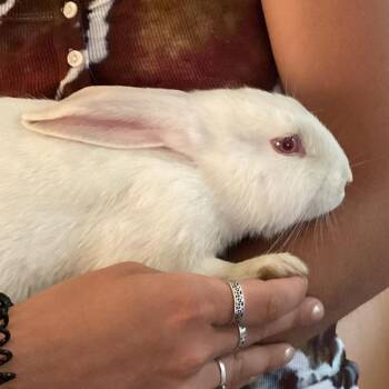 Hooper -  New Zealand Rabbit for Adoption in Pittsford, Vermont - Hooper | PetCurious