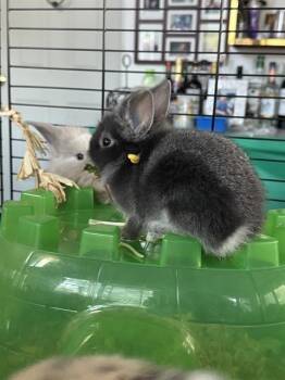 PEPPER -  Netherland Dwarf Rabbit for Adoption in Methuen, Massachusetts - PEPPER | PetCurious