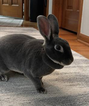 Tiana -  Mini Rex Rabbit for Adoption in Marshfield, Wisconsin - Tiana | PetCurious