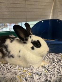 Frog -  Bunny Rabbit Rabbit for Adoption in Vero Beach, Florida - Frog | PetCurious