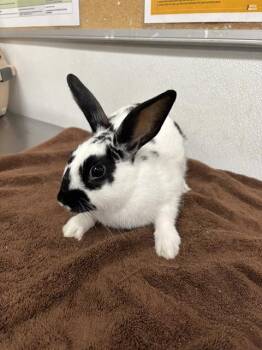 PADDY -  Bunny Rabbit Rabbit for Adoption in Camarillo, California - PADDY | PetCurious