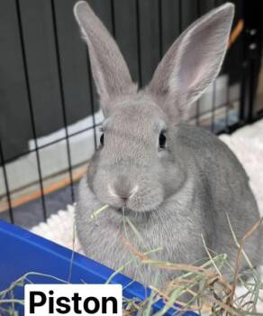 Piston -  New Zealand Rabbit for Adoption in Kalamazoo, Michigan - Piston | PetCurious