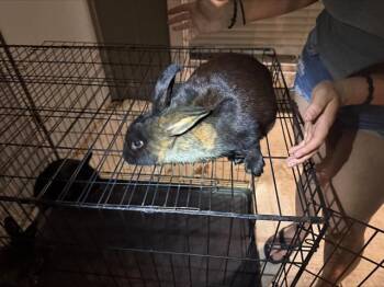 Bunny Rabbit Rabbits Available for Adoption in San Antonio, Texas - JUDY HOPPS | PetCurious