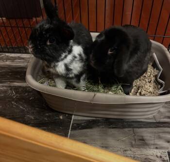 Rescue Netherland Dwarf Rabbits for Adoption in Waynesboro, Virginia - *Ninja And Nugget | PetCurious