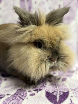 Lionhead Rabbits Available for Adoption - Lottie: Video!! | PetCurious