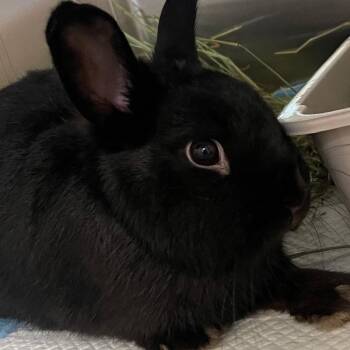 Pops -  American Rabbit for Adoption in Tampa, Florida - Pops | PetCurious