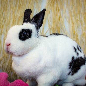 Rescue Dwarf and Mini Rex Rabbits for Adoption in Long Beach, California - Bailey | PetCurious