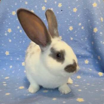 Cashew -  Bunny Rabbit Rabbit for Adoption in Santa Cruz, California - Cashew | PetCurious