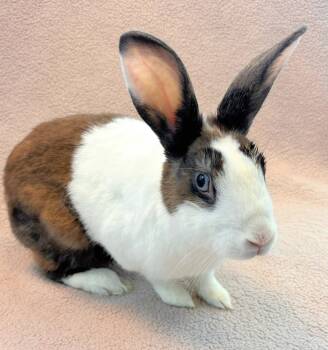 Bunny Rabbit Rabbits Available for Adoption in Burlingame, California - Coconut | PetCurious