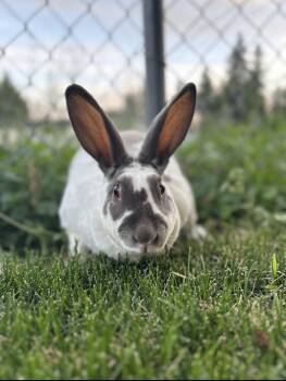 Coco -  American Rabbit for Adoption in Gig Harbor, Washington - Coco | PetCurious