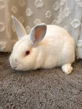 New Zealand Rabbits Available for Adoption in Saint Charles, Missouri - Chapstick  | PetCurious